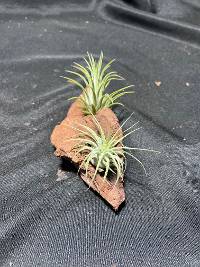 Multiple Tillandsia on driftwood