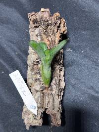 Bromeliad 