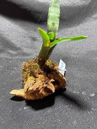 Bromeliad with moss