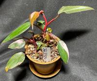 Pink Princess Philodendron