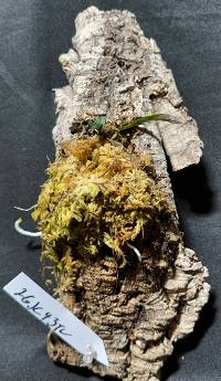 Orchid with moss
