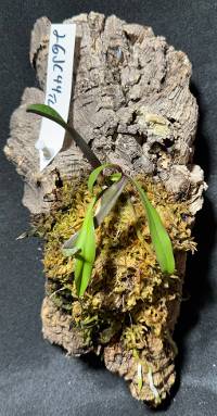 Orchid with moss