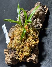 Hook mounted Orchid with moss