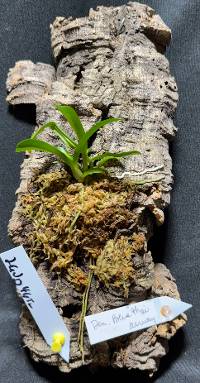 Blue Thai Airway Orchid w/ moss