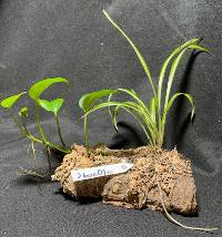 Spider plant and Pothos with moss