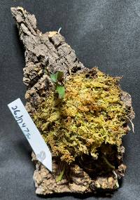 Orchid with moss