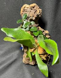 Hoya with Staghorn fernand moss