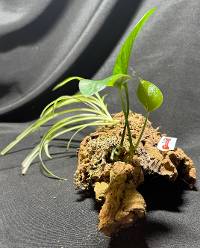 Jade pothos and spider plant with moss