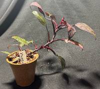 Philodendron Pink Princess 