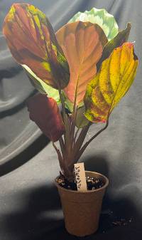 Calathea Medallion 