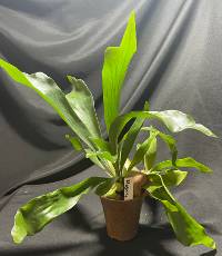 Staghorn Fern