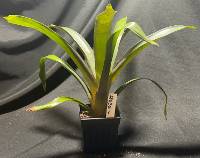 Large Bromeliad 