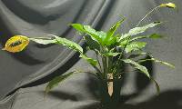 Spathiphyllum in 4” pot