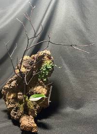 Philodendron White Wizard, Ficus pumila Quercifolia, sphagnum and reindeer moss