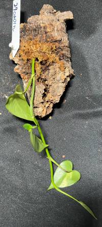 Pothos with moss 