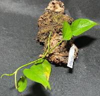 Pothos with moss 