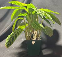 Calathea zebrina in 4” pot