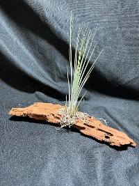 Driftwood Tillandsia w/ Spanish moss
