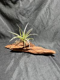 Driftwood Tillandsia w/ Spanish moss