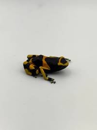 Dendrobates Leucomelas 'Standard' - DLSt05