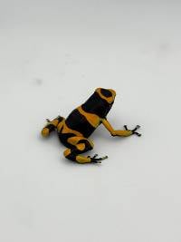 Dendrobates Leucomelas 'Standard' - DLSt08