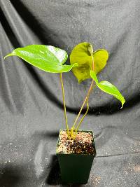 Anthurium Oaxaca