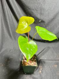Anthurium Oaxaca