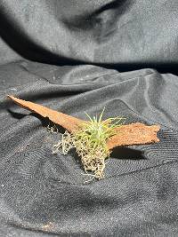 Tillandsia w/ Spanish moss