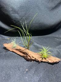 Multiple Tillandsia 