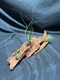 Multiple Tillandsia on driftwood 