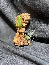 Multiple Tillandsia