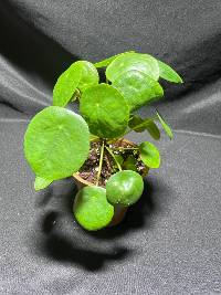 Chinese money plants
