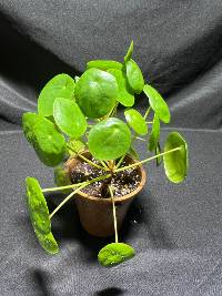 Chinese money plant