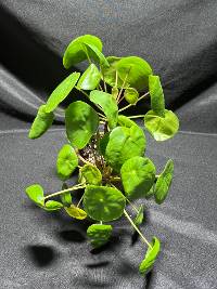 Chinese money plant