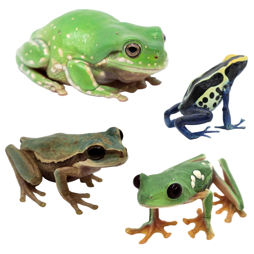 Individually-Pictured Frogs