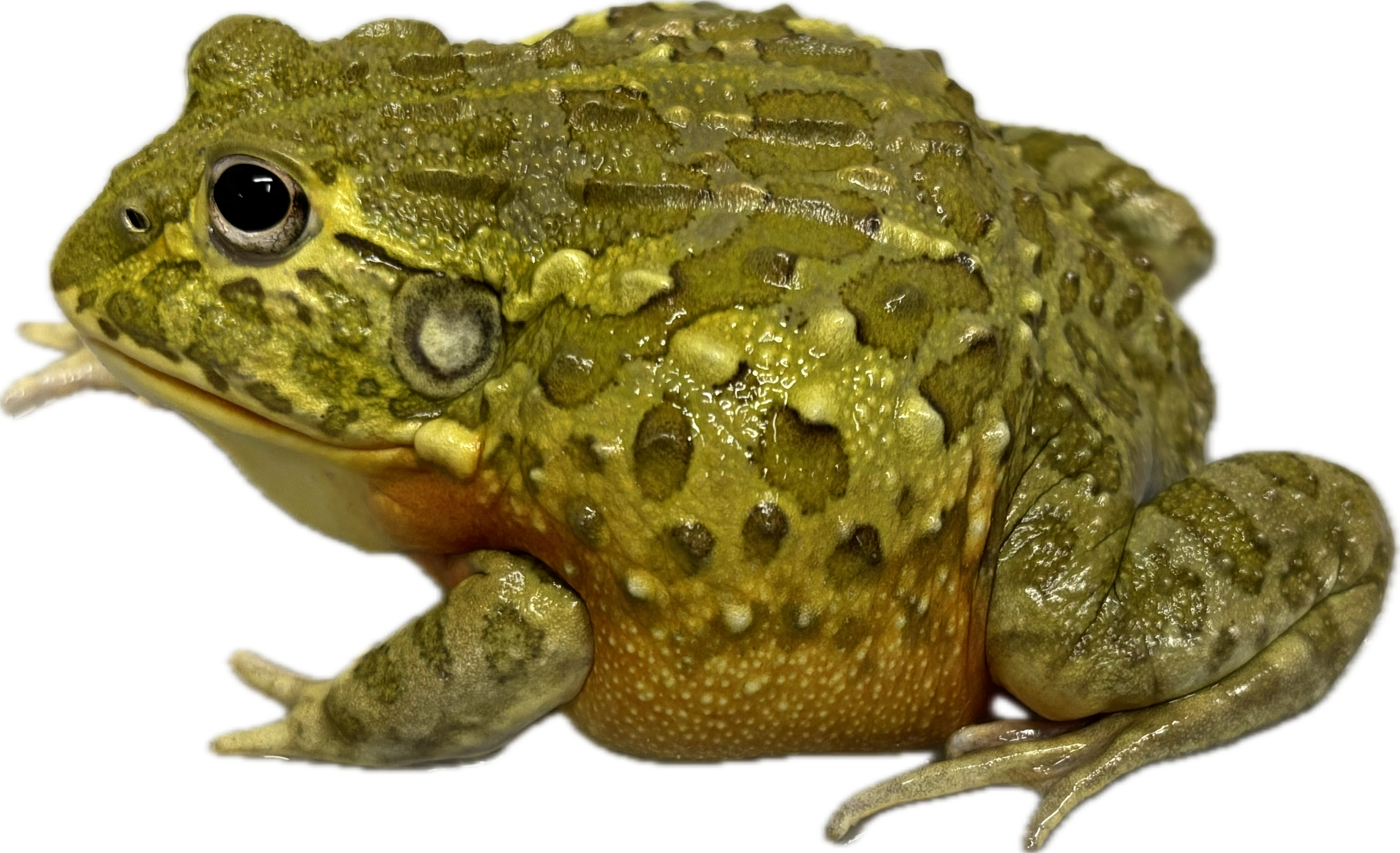 Dwarf Pixie Frog (Pyxicephalus edulis)
