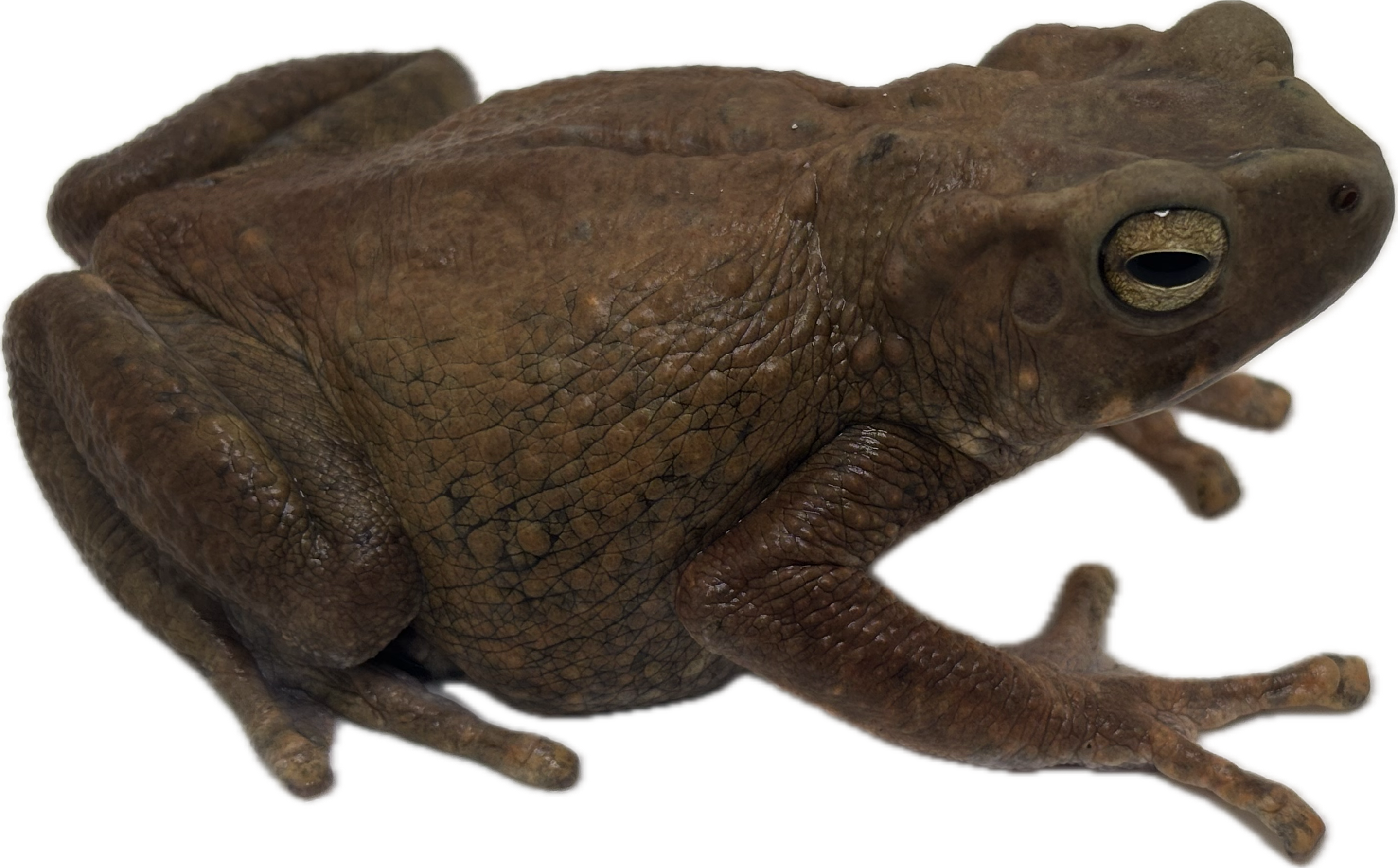 Yellow Spotted Climbing Toad - Adult Male