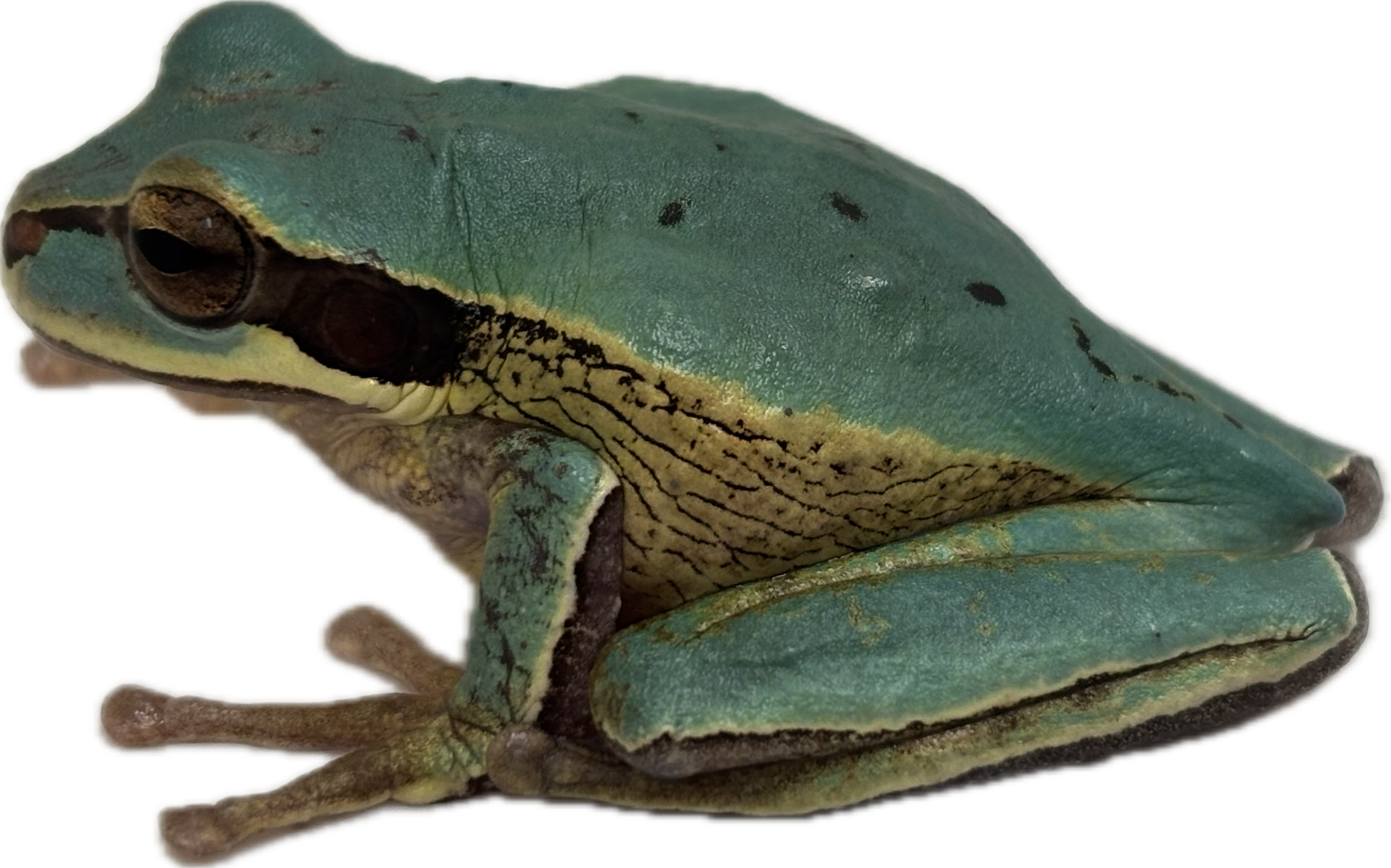 Masked Tree Frog