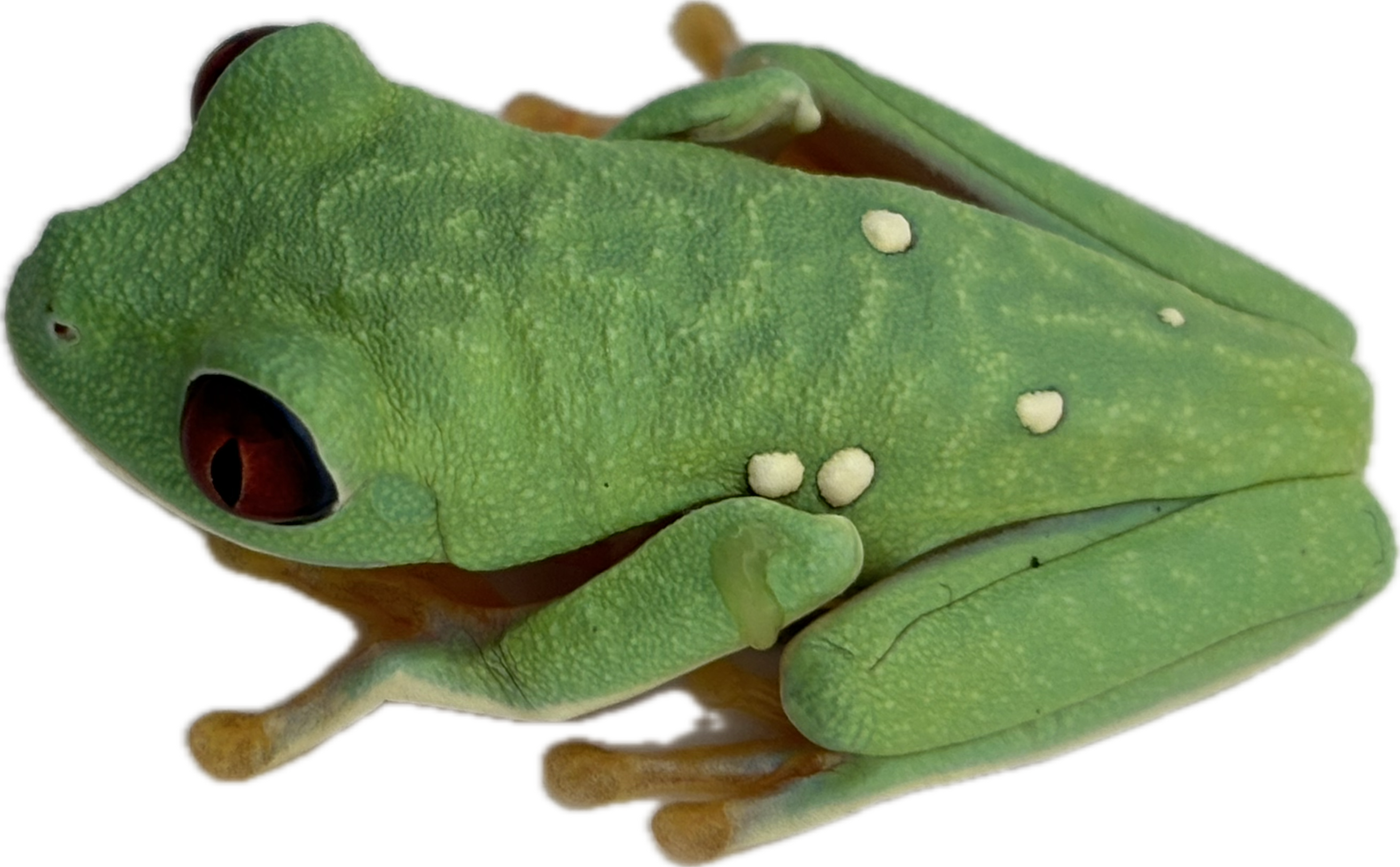 Panamanian Red Eyed Tree Frog