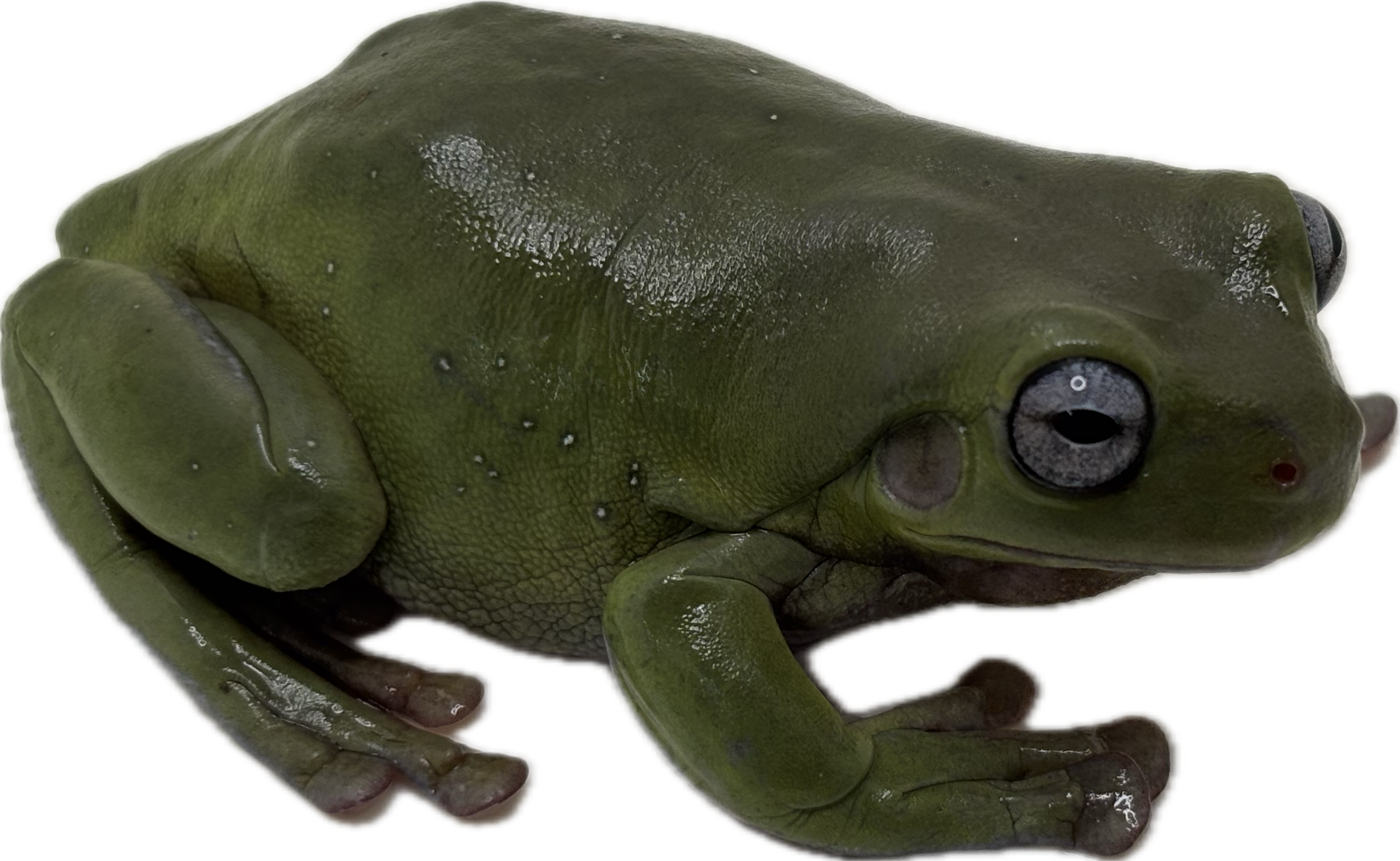 Blue Eyed White's Tree Frog - Adult, Retired Breeder