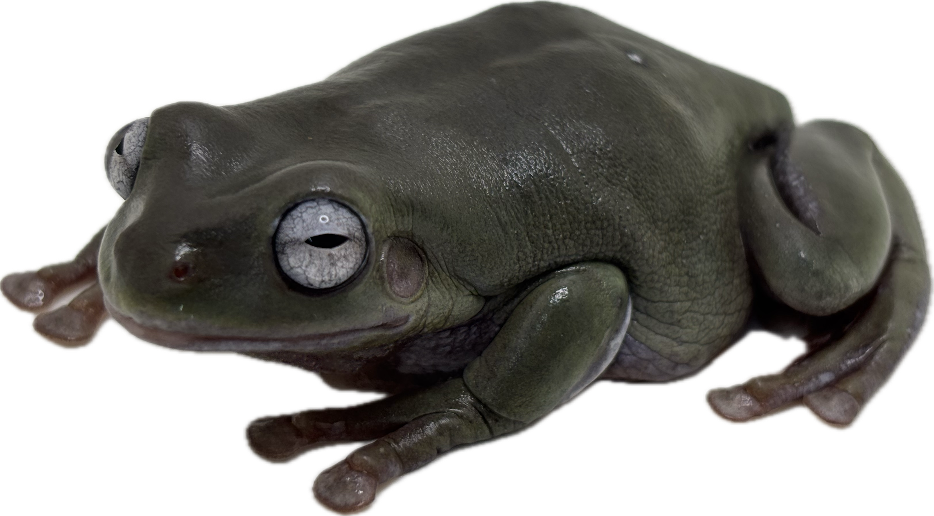 Blue Eyed White's Tree Frog - Adult, Retired Breeder