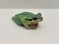 Masked Tree Frog
