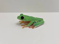 Panamanian Red Eyed Tree Frog