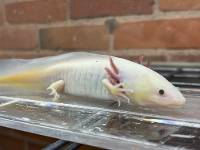 GFP Leucistic Axolotl