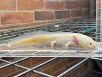 GFP Leucistic Axolotl