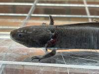 Melanoid Axolotl
