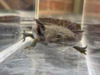 Wild Type Axolotl