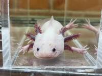 Leucistic Axolotl