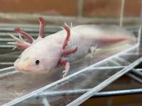 Wild Type Axolotl - Unique