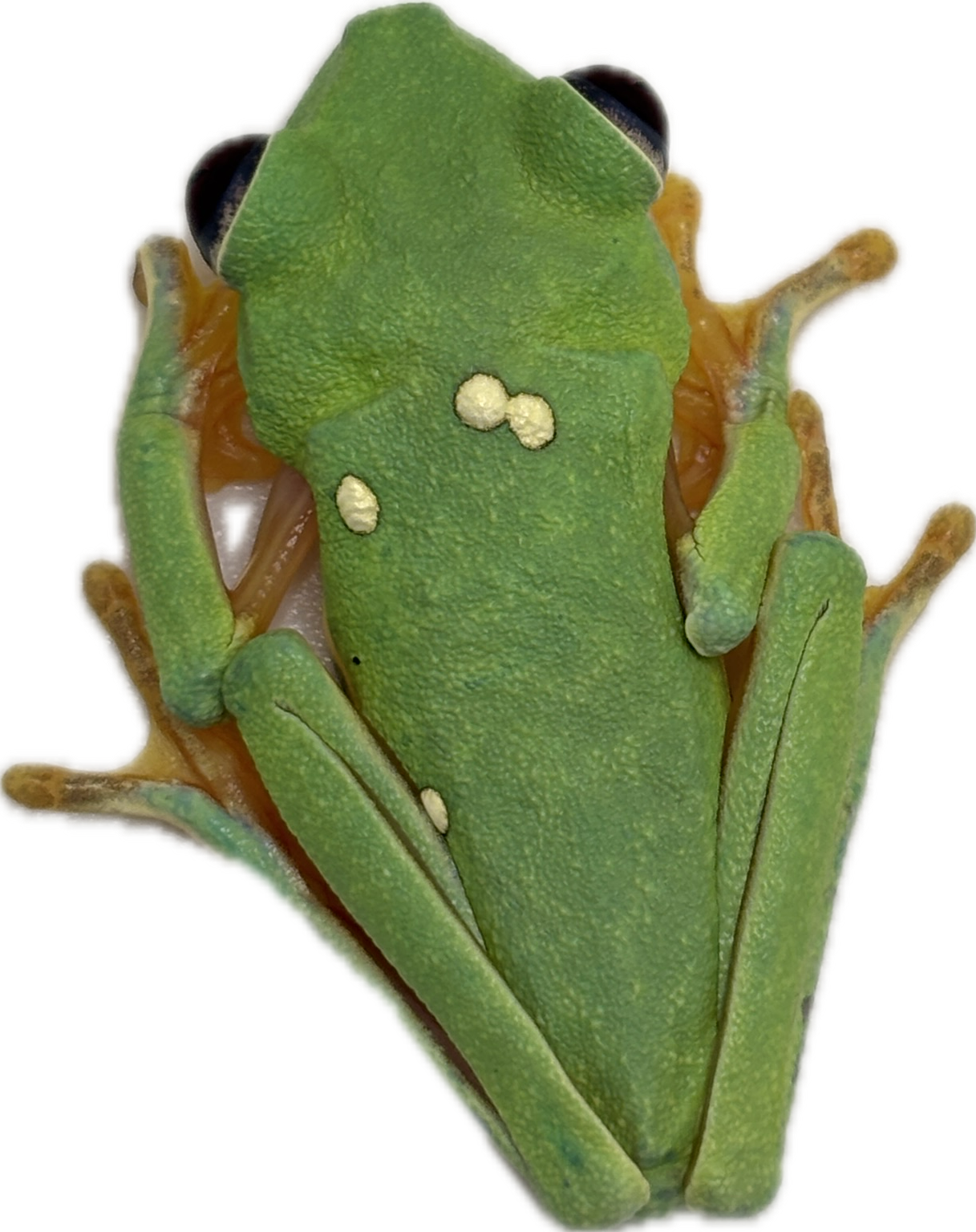 Panamanian Red Eyed Tree Frog - Juvenile